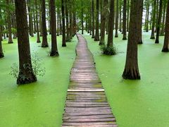 -渌洋湖湿地公园
