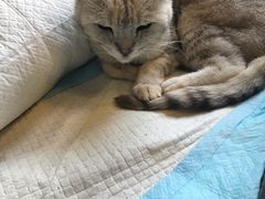 -more than meow吴止猫主题餐厅(承德 中船汇店)