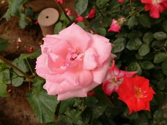 花卉-长白岛森林公园