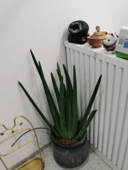 -苗方清颜·祛痘皮肤管理
