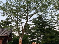 -大湾区中央湿地公园