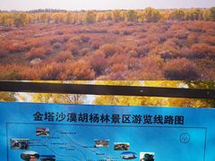 -金塔沙漠胡杨林景区