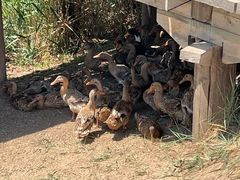 -野鸭湖国家湿地公园