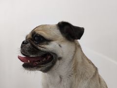 -comecome来吧宠物(奥克斯中心店)