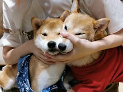 -逗柴咖啡屋·狗咖猫咖宠物桌游