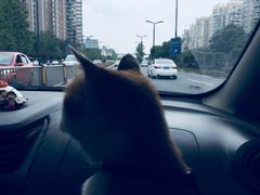 -芭夯兔·无骨兔汤锅(华阳店)