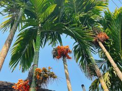 -西双版纳傣族园