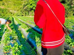 -丹樱生态园