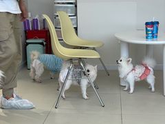 -怪兽屋·羊驼·猫咖·狗咖(俊华广场店)