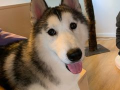 -Husky Go! 哈士奇体验馆·宠物咖啡厅狗咖