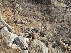 -崂山巨峰游览区
