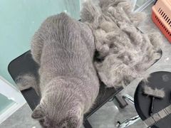 -爱洗澡的猫(望京店)