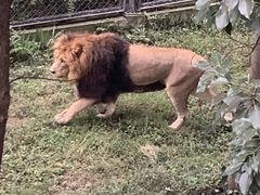 -合肥野生动物园