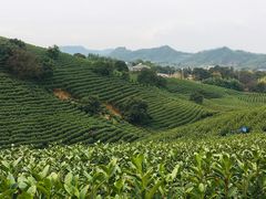 -帐篷客·溪龙茶谷度假酒店