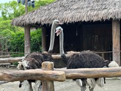 -上海野生动物园