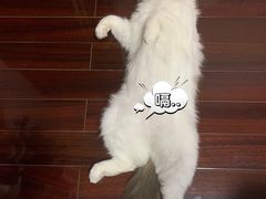 -1013 PET SHOP 宠物商店(近铁城市广场店)