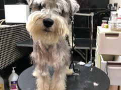 -小尾巴宠物店(万科·金域华庭店)