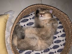 -猫大福·Fortune Cat猫舍(百子湾店)
