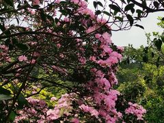 -梧桐山风景名胜区