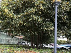 -小杨烤肉(朱雀店)