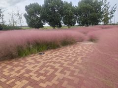 -西京湾花海