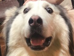 -李小姐の猫咖啡馆(五角场店)