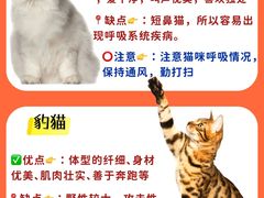 -lincat·猫舍(广州店)