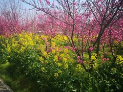 -南汇桃花村