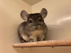 -龙猫仔乐园(惠福东路店)