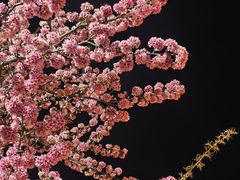 -阿昌白族石板烧·菌锅(大理古城店)