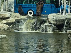 -北京野生动物园