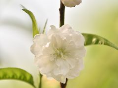 -桃花涧