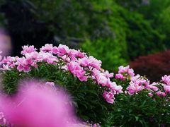 -扬州大运河文化旅游度假区·盆景园