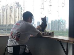 -猫色咖啡·猫咖