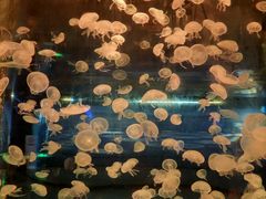 -海合安成都极地海洋公园