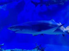 -太平洋海底世界