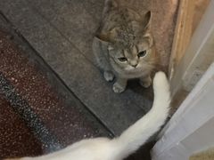 -猫色咖啡·猫咖