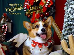 -超宠爱宠物摄影-Super pet