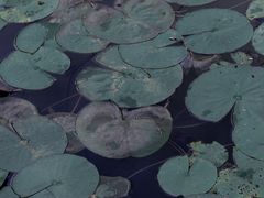 -白鹭湾湿地公园