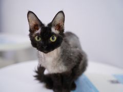 -喵的天空名猫咖啡馆·撸猫·猫舍·用品