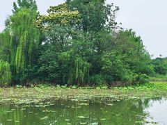 -白鹭湾湿地公园