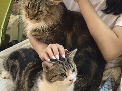 -李小姐の猫咖啡馆(五角场店)