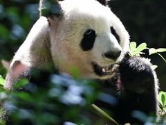 -广州长隆野生动物世界