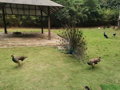 -深圳野生动物园