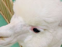 -藦茜花园宠物主题亲子互动体验馆(国顺东路店)