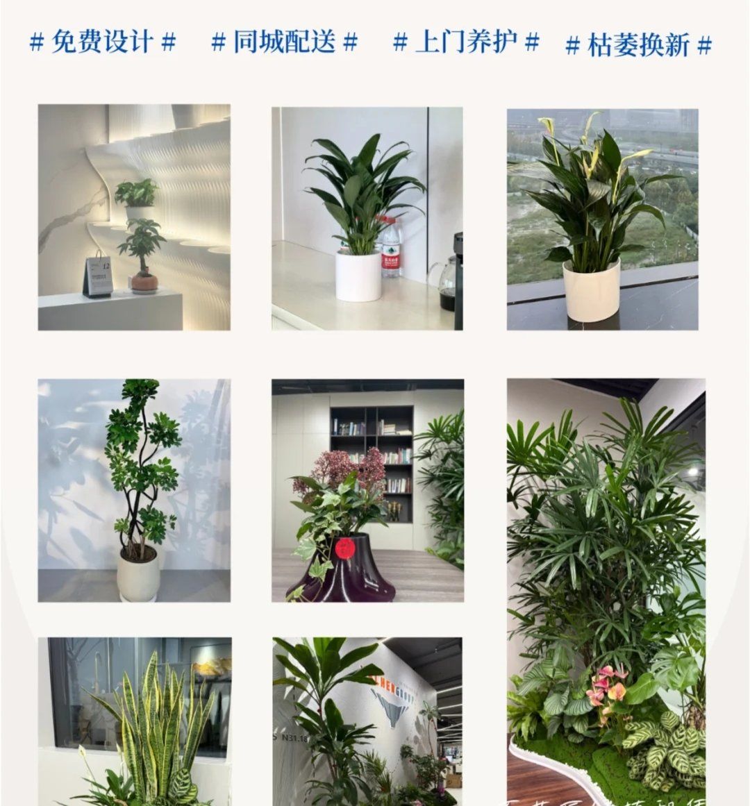 绿植租摆价格趋势揭秘