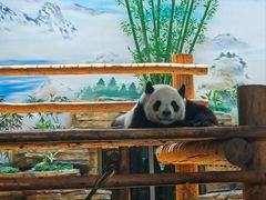 -西霞口神雕山野生动物世界