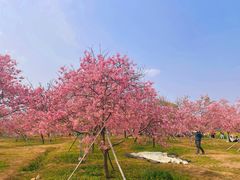 -天适樱花悠乐园