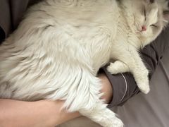 -猫大福·Fortune Cat猫舍(百子湾店)