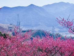 -新建村梅花